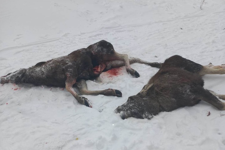 О незаконной добыче 2-х лосей во Всеволожском районе Ленинградской области