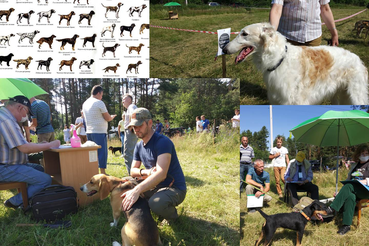 О проведении 16 июля 2022 г.  выставки собак охотничьих пород