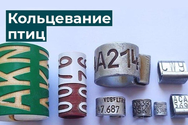 Кольцевание птиц