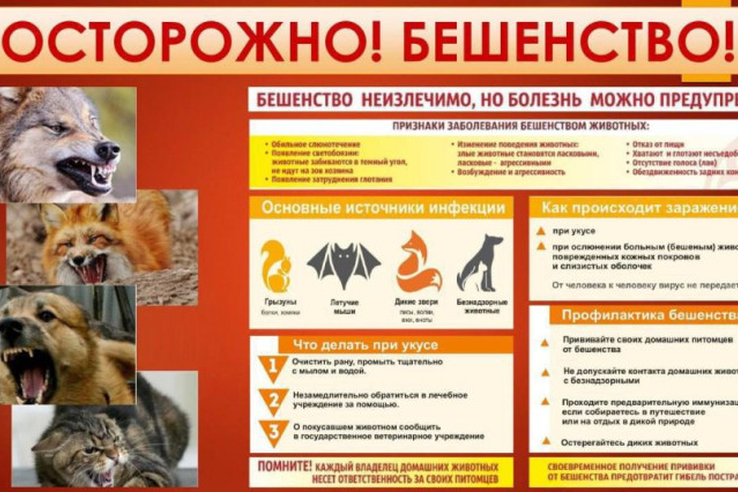 О профилактике бешенства