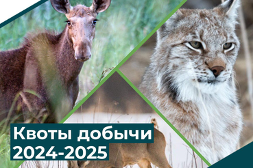 Утверждены лимиты и квоты добычи на лося, рысь, косулю на 2024-2025 год