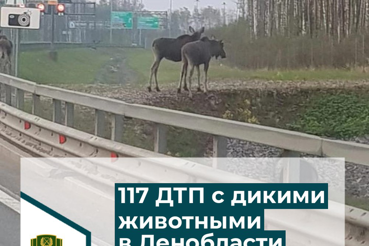 117 ДТП с дикими животными произошло в Ленинградской области