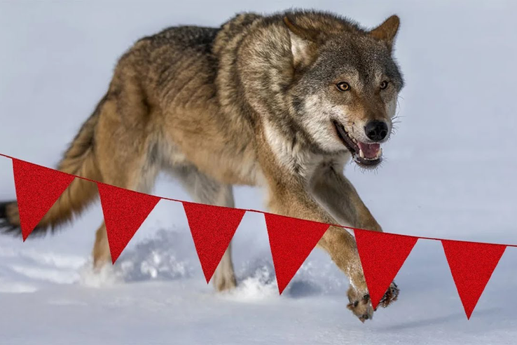 В следующем сезоне охоты на волка волчатники Ленобласти смогут получить компенсацию за добычу cерого хищника.