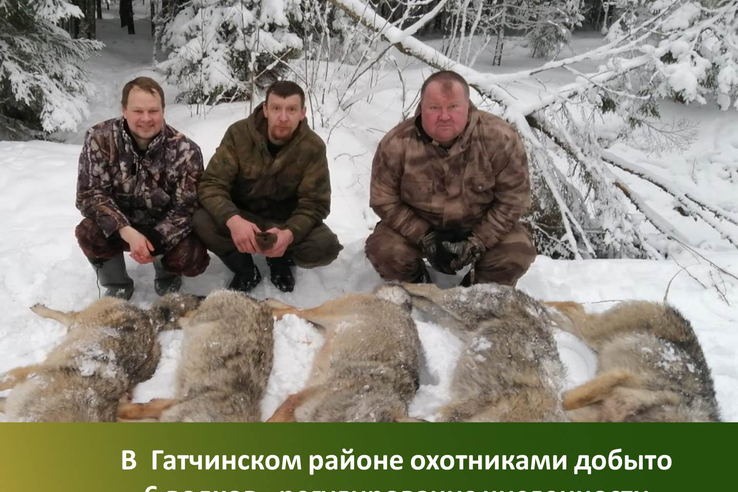 В Гатчинском районе Ленинградской области добыто 6 волков. Отрабатывается каждое сообщение о выходе.