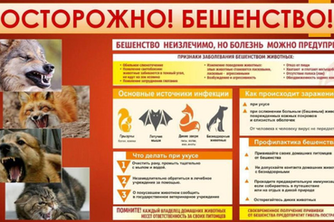 О профилактике бешенства
