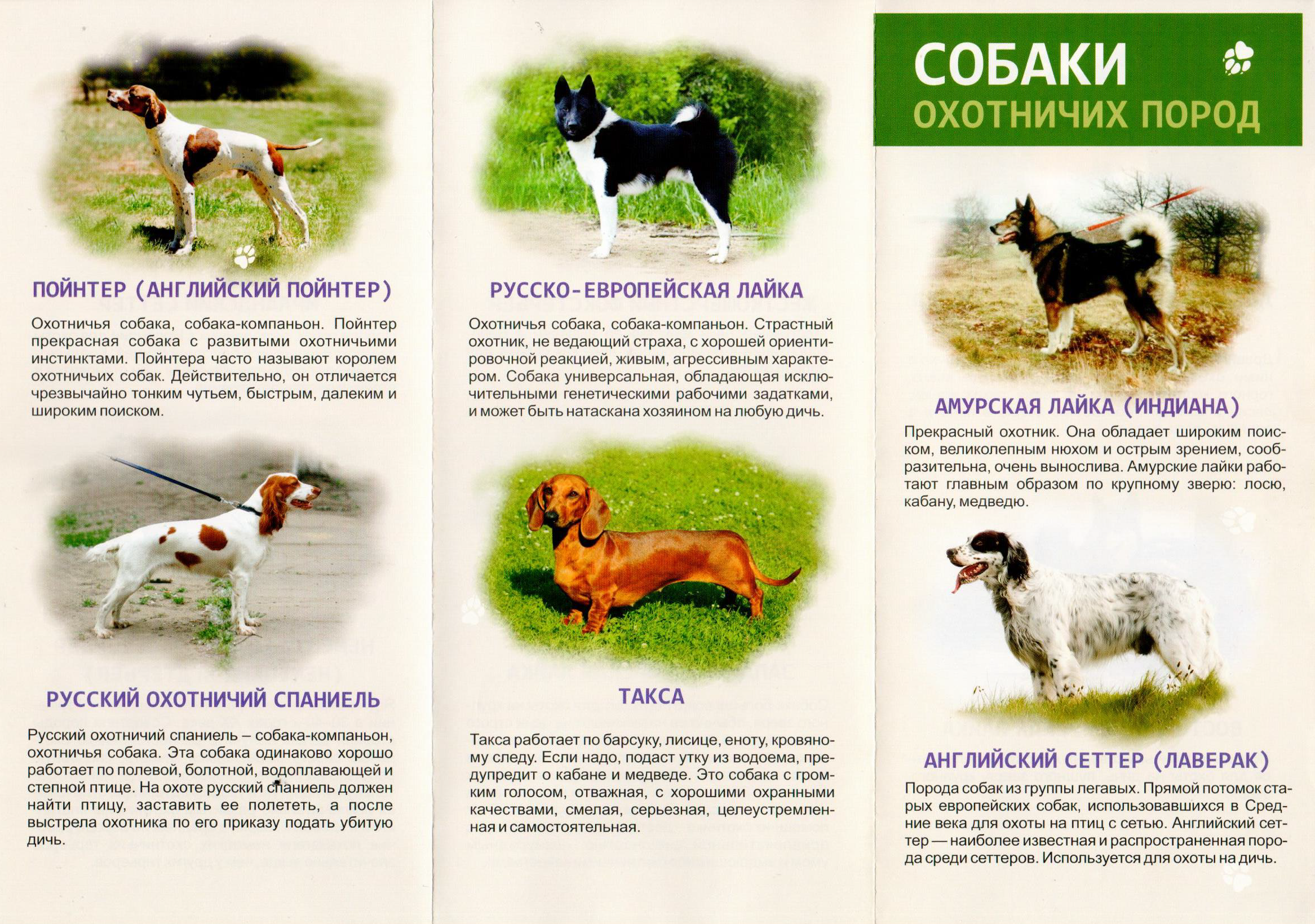 Статья: Условия для выведения полноценной охотничьей собаки